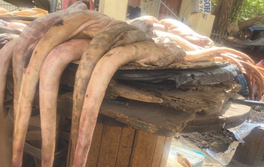 Marche de queue de bœuf : Un business florissant